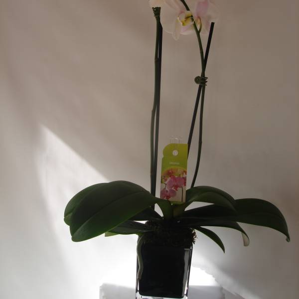 Potted orchid with pale pink-white blooms in a black container