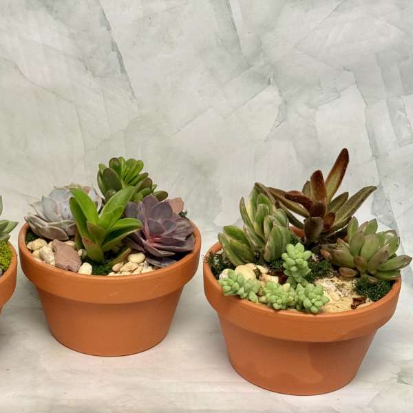 Three small succulent arrangements in orange pots