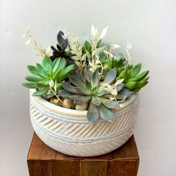 Succulent arrangement in a textured ceramic bowl