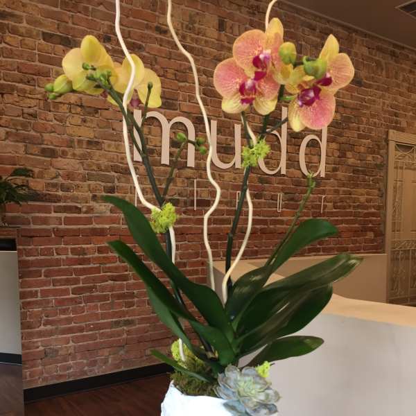 Tall orchid arrangement in a white vase with succulents