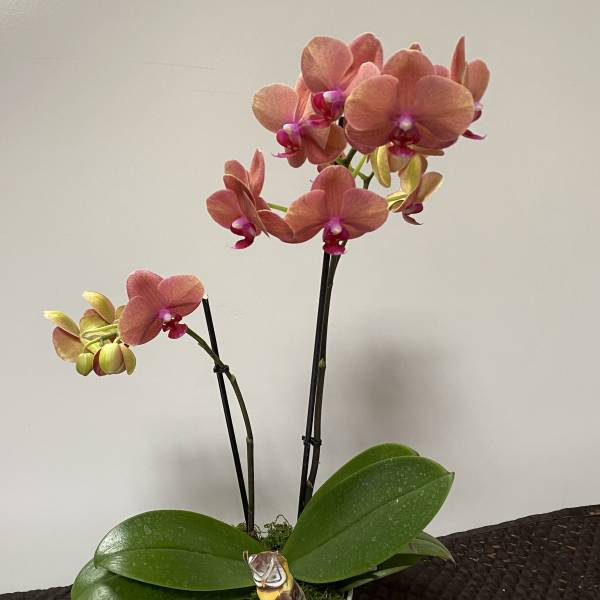 Potted orchid with pink blooms in a white container