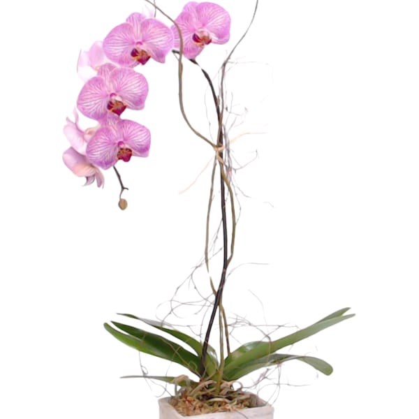 Pink orchid plant in a square white pot