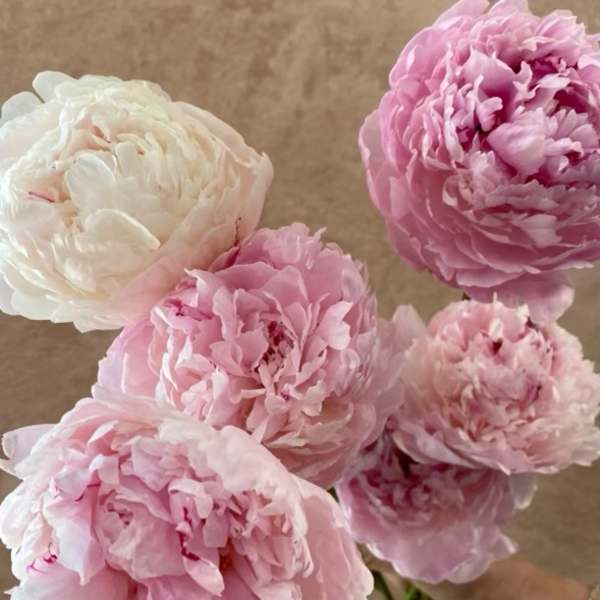 Bouquet of pink and white peonies
