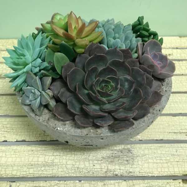 Assorted succulents arranged in a shallow concrete bowl