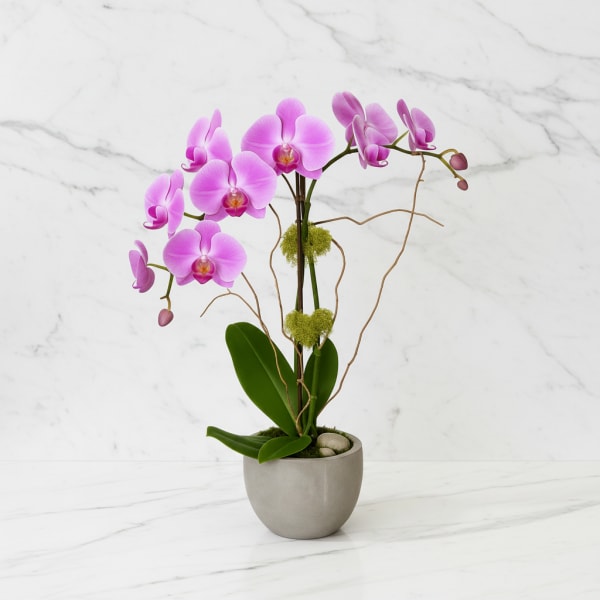 Double Stem Orchid in Color