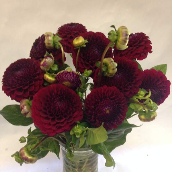 Deep burgundy dahlias in a clear glass vase