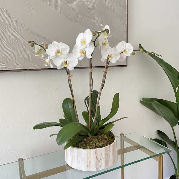 White orchid plant in a round white pot on a glass table