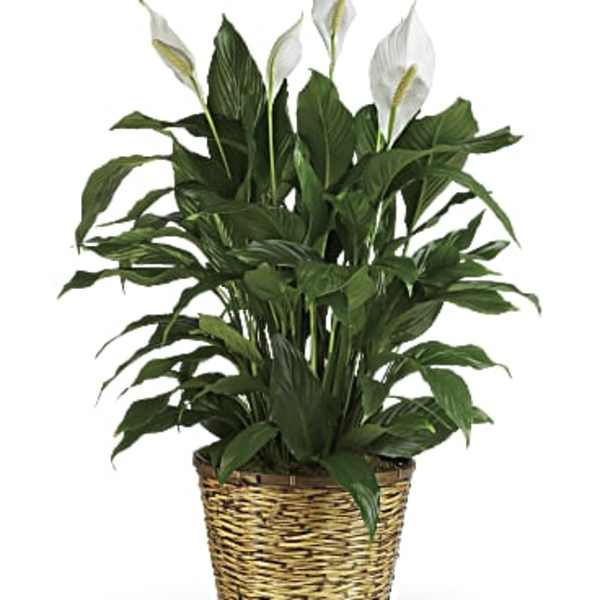 White peace lilies in a woven basket planter