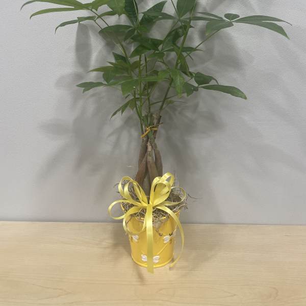 Potted green plant with a yellow ribbon and decorative yellow container