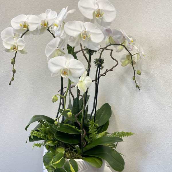 Refined Elegance
