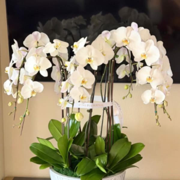 White orchid arrangement in a decorative white bowl