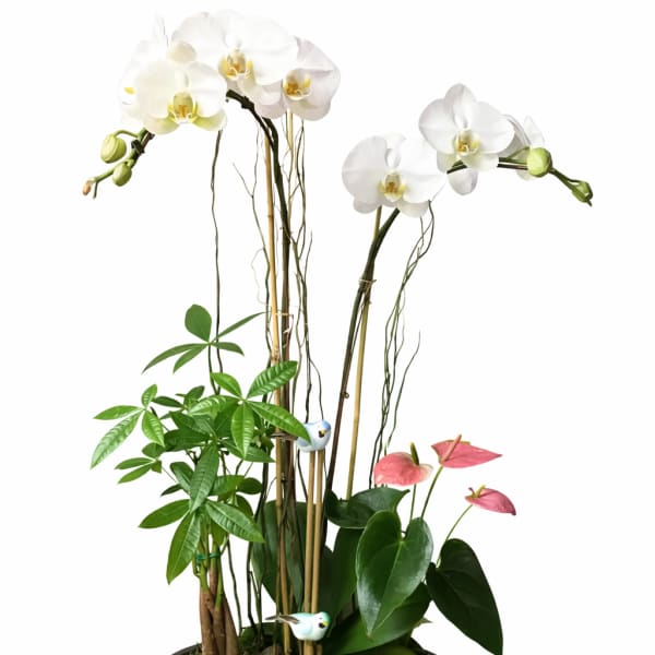 White orchids in a black bowl planter with pink anthuriums