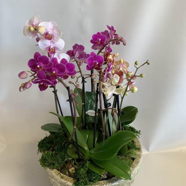 Potted arrangement of pink and white orchids in a stone bowl