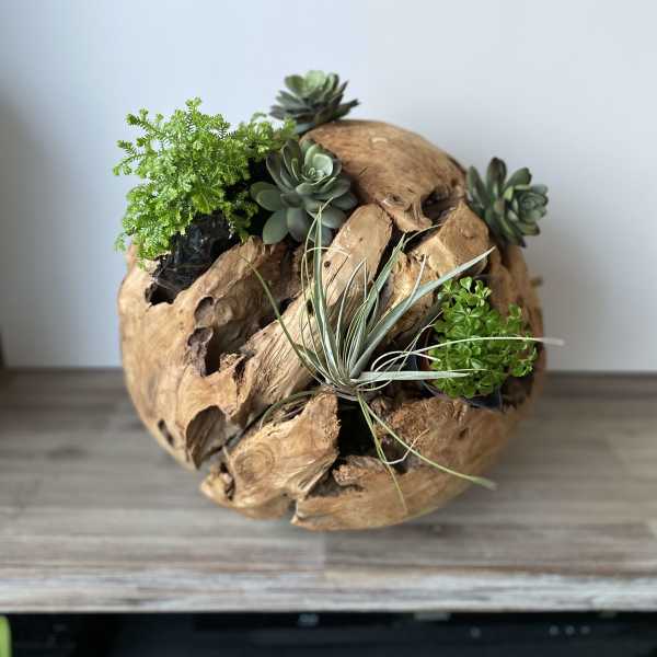 Succulent arrangement in a round driftwood planter