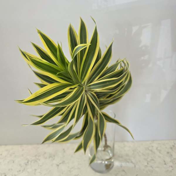 Variegated green and yellow foliage in a clear glass vase