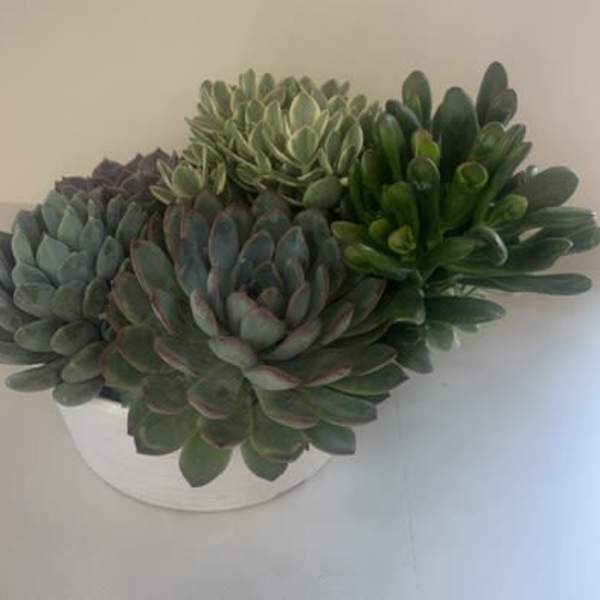 Timeless Succulent Garden