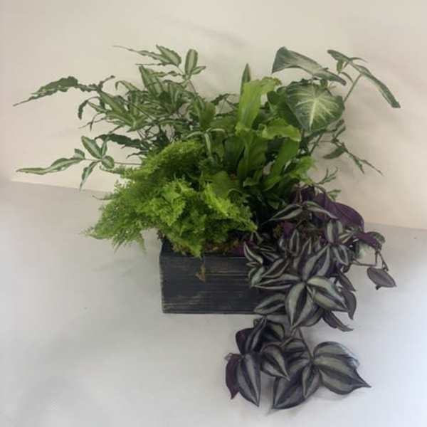 10" Grand Dish Garden
