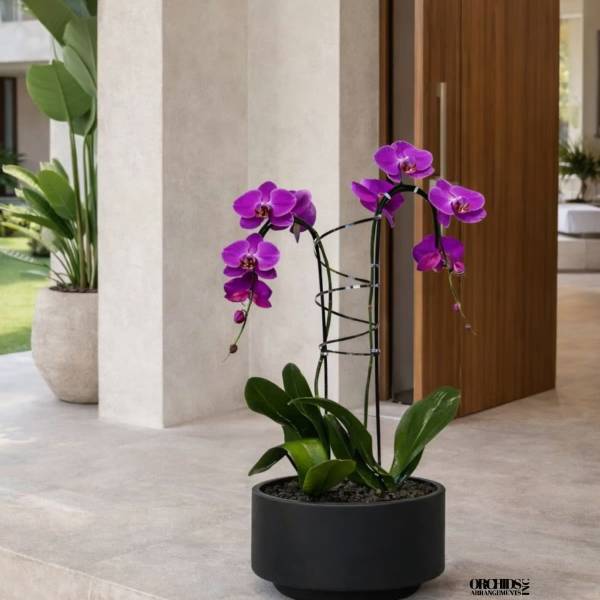 Purple Phalaenopsis Orchid Arrangement – Double Stem Signature Design