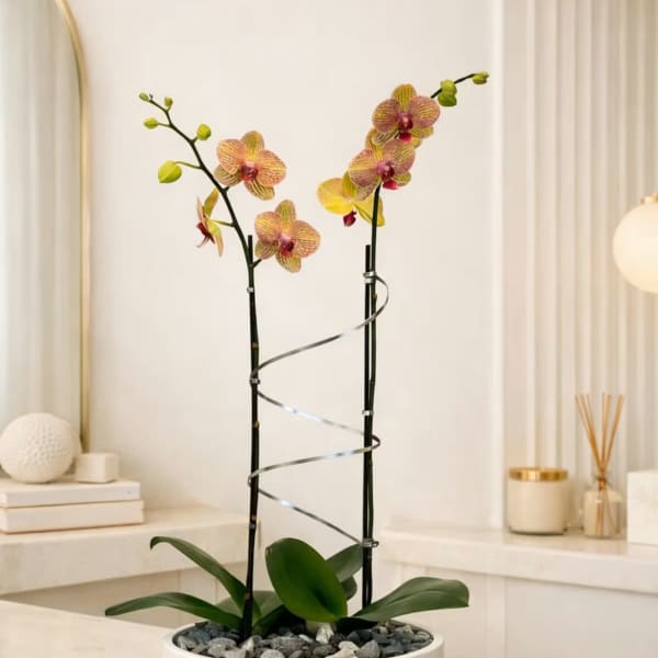 Peach Phalaenopsis Orchid Arrangement – Double Stem Elegant Design