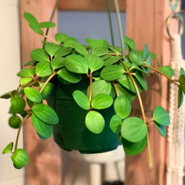 Trailing green potted plant in a hanging container