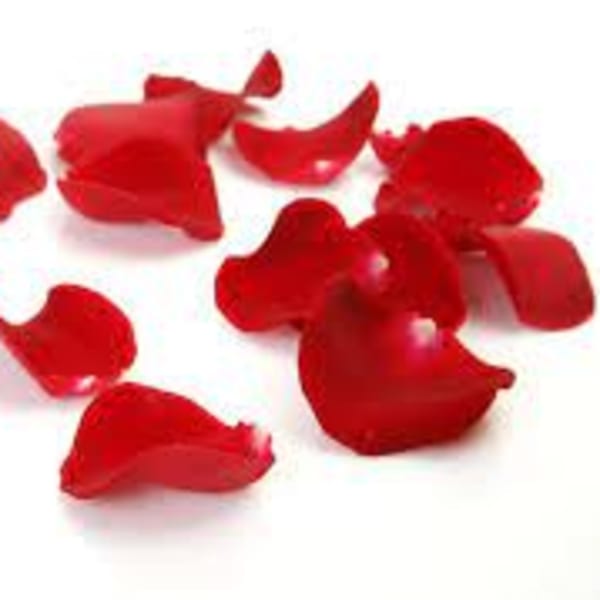 Scattered red rose petals on a white background