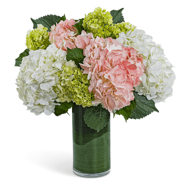 Pink and white hydrangea arrangement in a tall glass vase