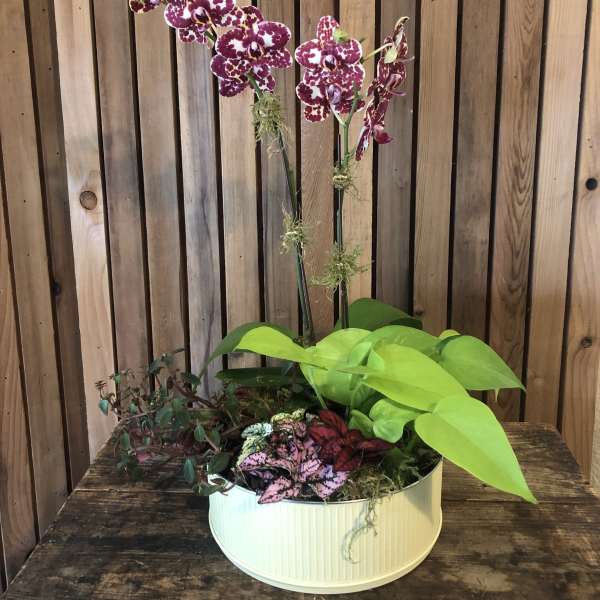 Orchid planter box