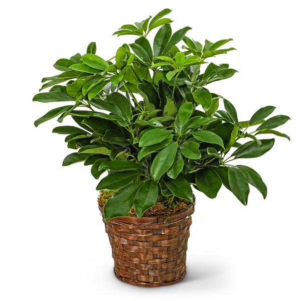 Potted green houseplant in a woven basket planter