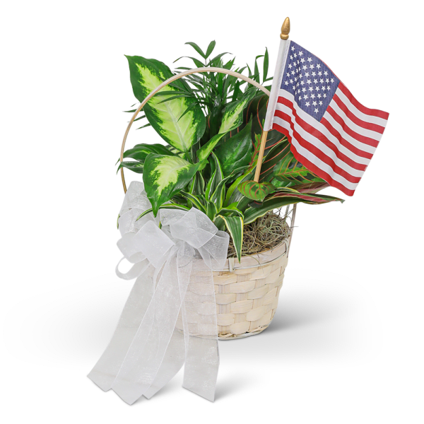 Basket of green houseplants with a white bow and American flag