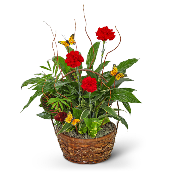 Basket arrangement with red carnations and butterfly accents