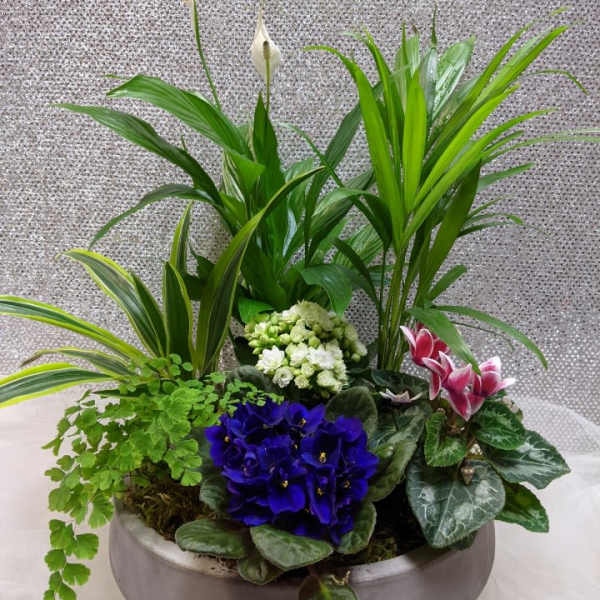 Mixed potted arrangement with white calla lilies and colorful flowering plants