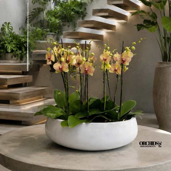 Potted orchid arrangement with yellow blooms in a white bowl planter