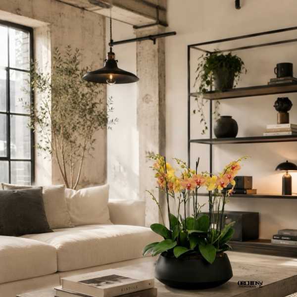 Potted orchid arrangement in a black bowl on a coffee table