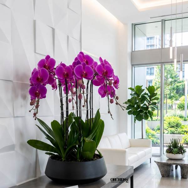 Potted purple orchids in a black planter on a table