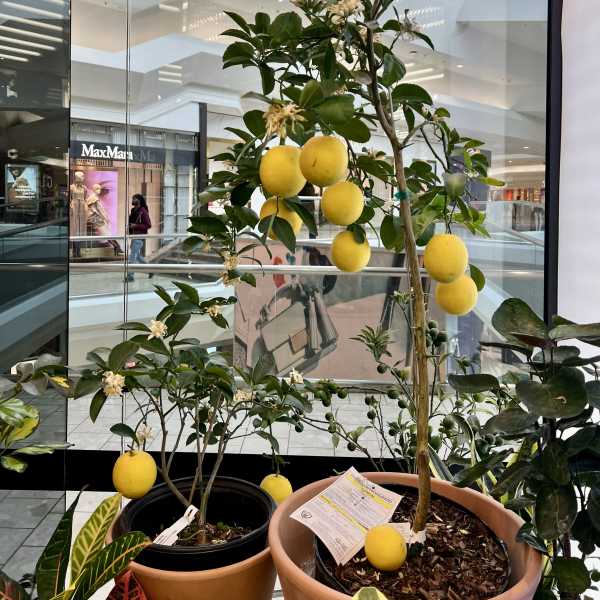 Meyer Lemon Tree — Fragrant Fruiting Citrus Plant