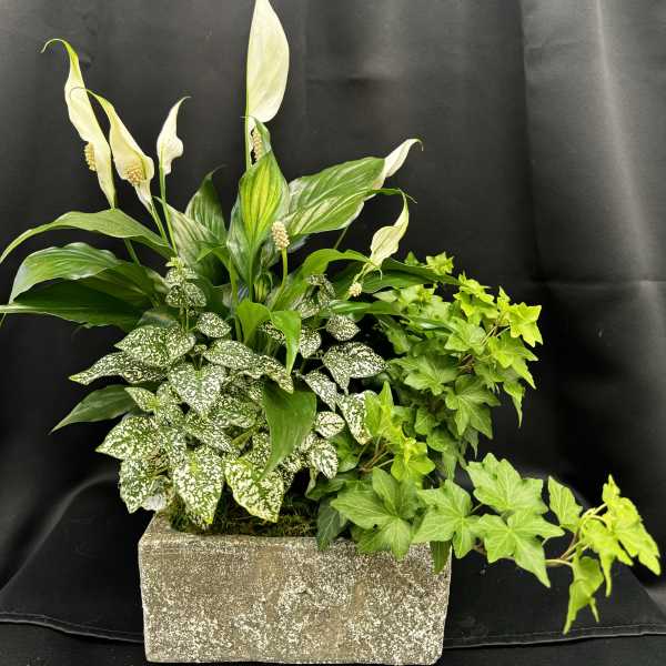 Potted arrangement with white peace lilies and mixed green foliage in a rectangular planter