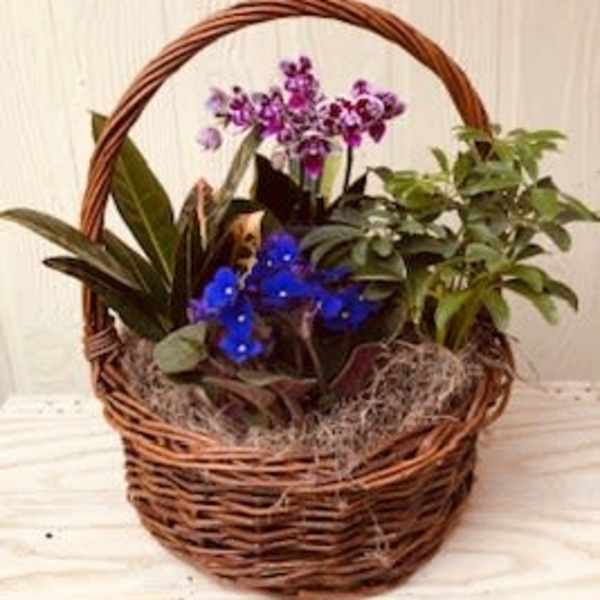 Potted orchids and greenery arranged in a wicker basket