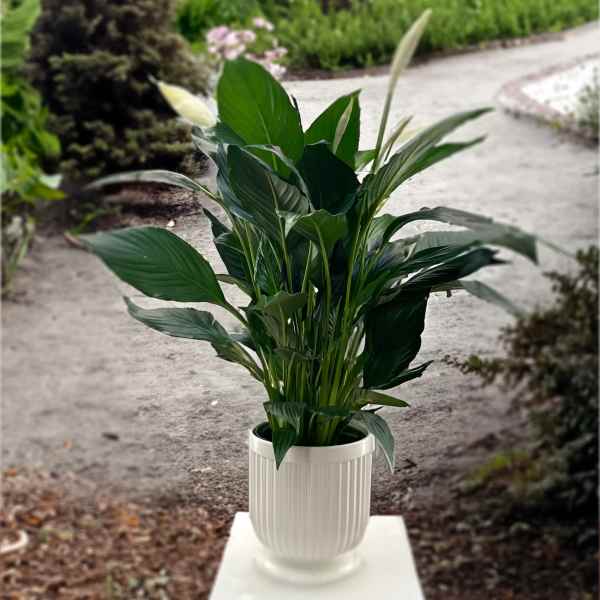 6" Comfort Planter