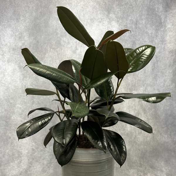 Potted rubber plant with glossy dark green leaves in a gray ceramic planter