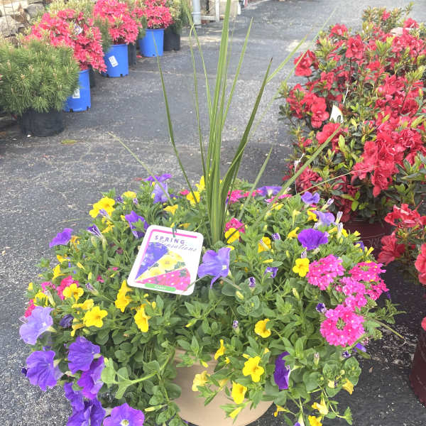Mixed potted flowers with purple and yellow blooms in a beige container