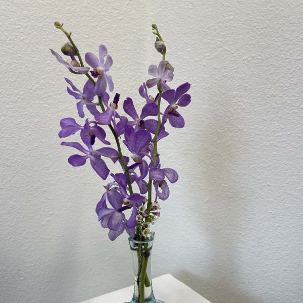 Ocean Orchids