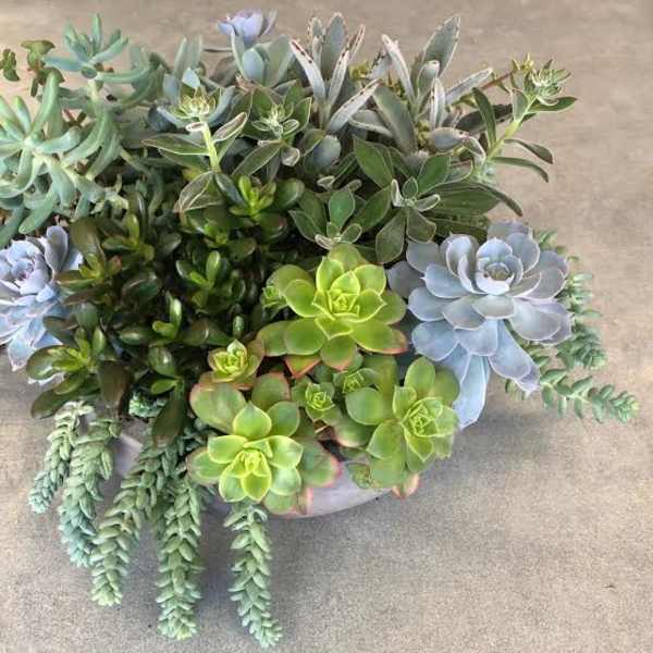 Mixed succulent arrangement in a shallow round planter