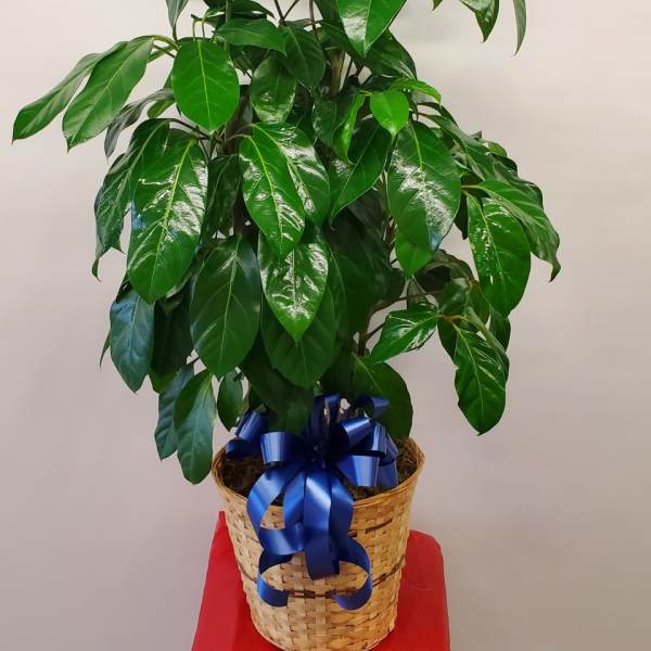 Potted green plant in a woven basket with a blue ribbon