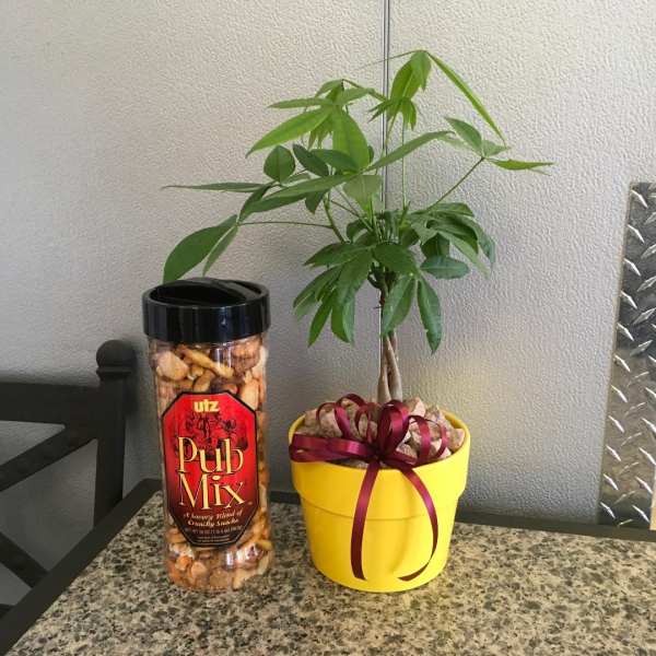 Money Tree & Pub Mix