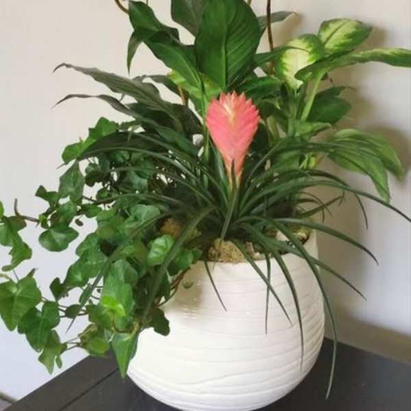 All in Bloom 50