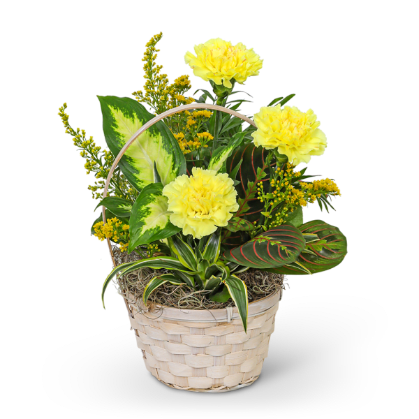 Yellow carnations in a woven basket with assorted green foliage