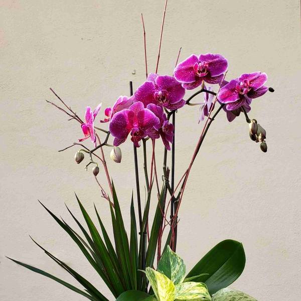 Pink orchids in a white square planter with mixed green foliage