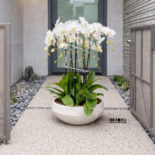 White Phalaenopsis Orchid Arrangement – 12 Stem Premium Gift