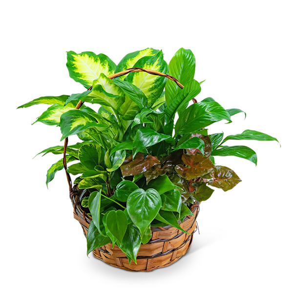 Basket of assorted green houseplants