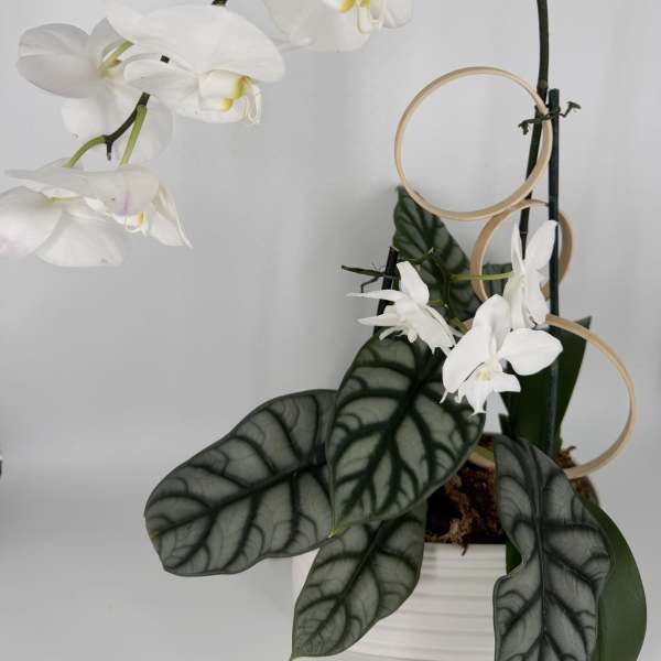 White orchid arrangement in a white pot with decorative rings